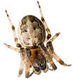[Zygiella 2] - zygiella, spider, macro, defensive, curled up